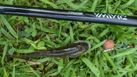 旧中川ハゼ 型揃い