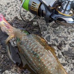 エギング、ハタゲーム