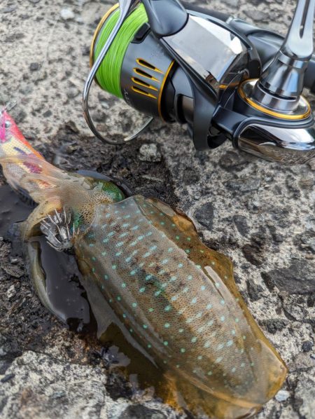 エギング、ハタゲーム