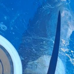 初めてのカジキマグロ釣り