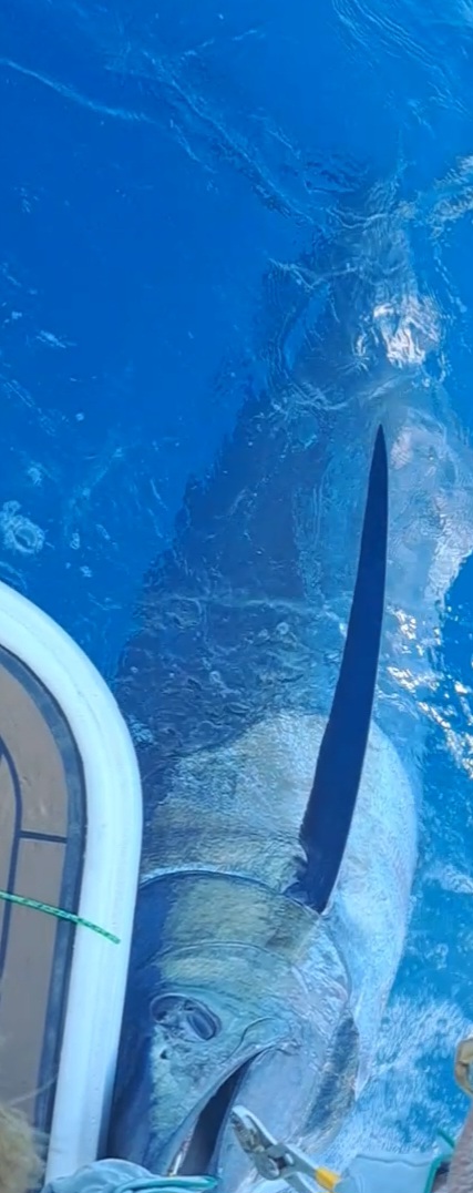 初めてのカジキマグロ釣り