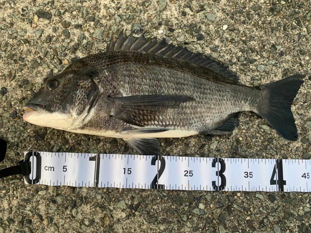 朝マヅメのチヌ2匹