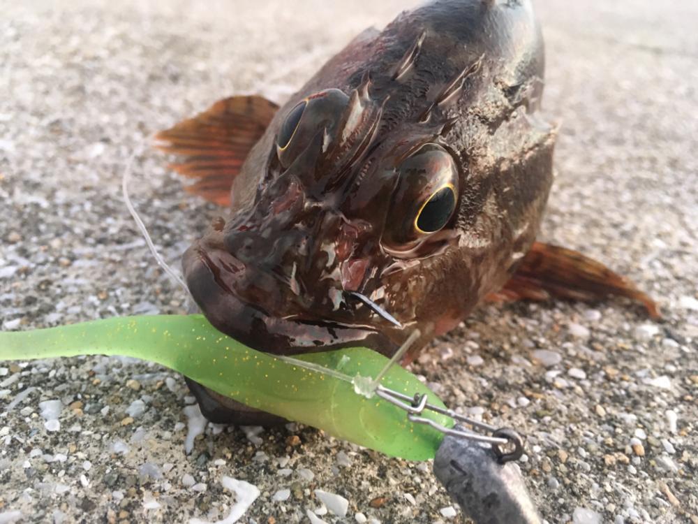 【タコフィネス】アコウ1+ガシラ25cm他+タコ少々