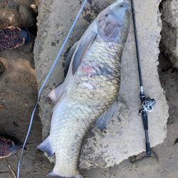 シーバスとソウギョ