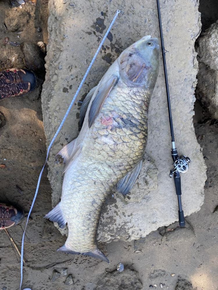 シーバスとソウギョ