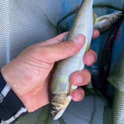 アユイングで初場所！