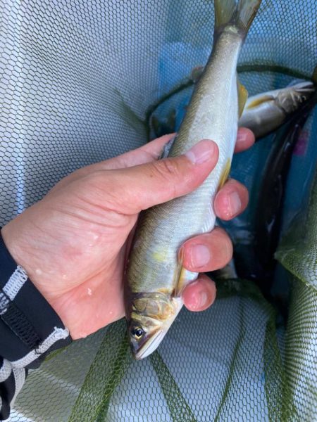 アユイングで初場所！