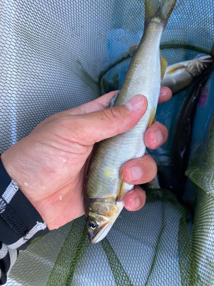 アユイングで初場所！