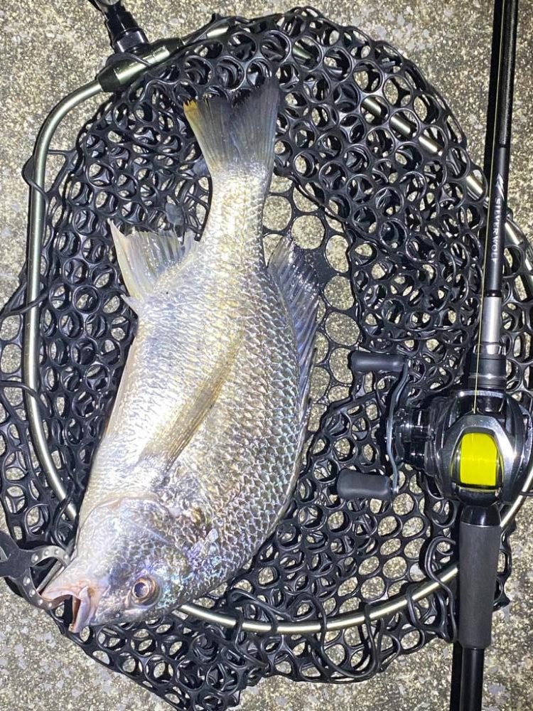 ナイトチニング