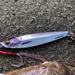 今シーズン初マゴチ