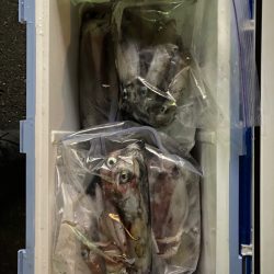 数釣り出来ました。