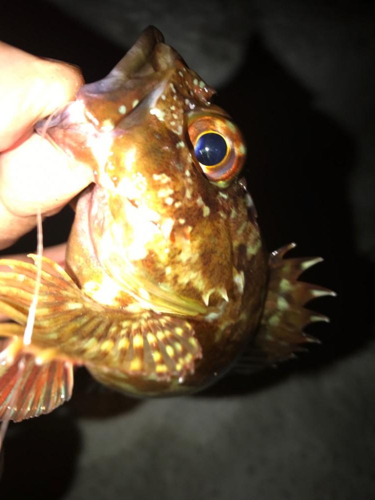 ちょい投げガシラ