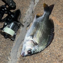 雨後はキビレDAY