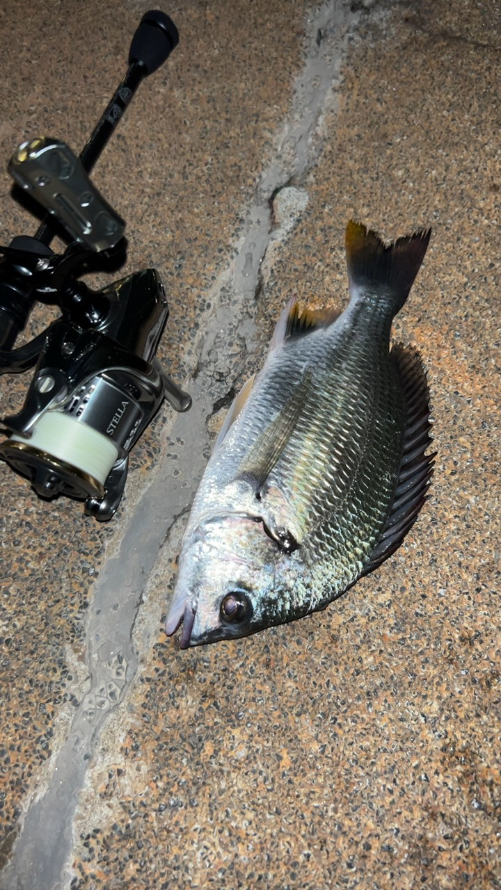 雨後はキビレDAY