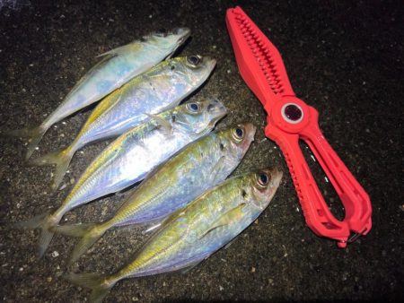 鯵を探して三千里 Vol.64