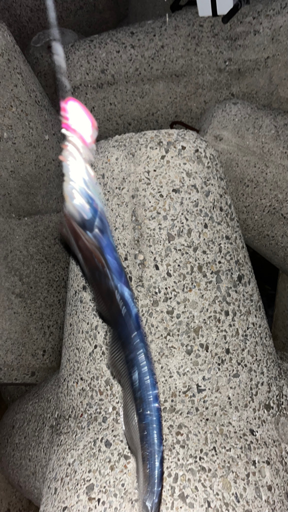 過去１釣れたぁ( ・∇・)