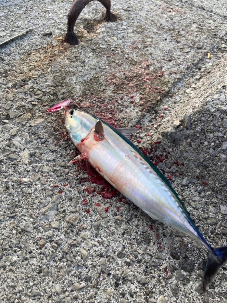 1投目からメジカ🎶