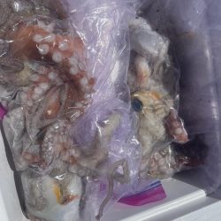 今年最後の船タコ