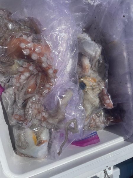 今年最後の船タコ