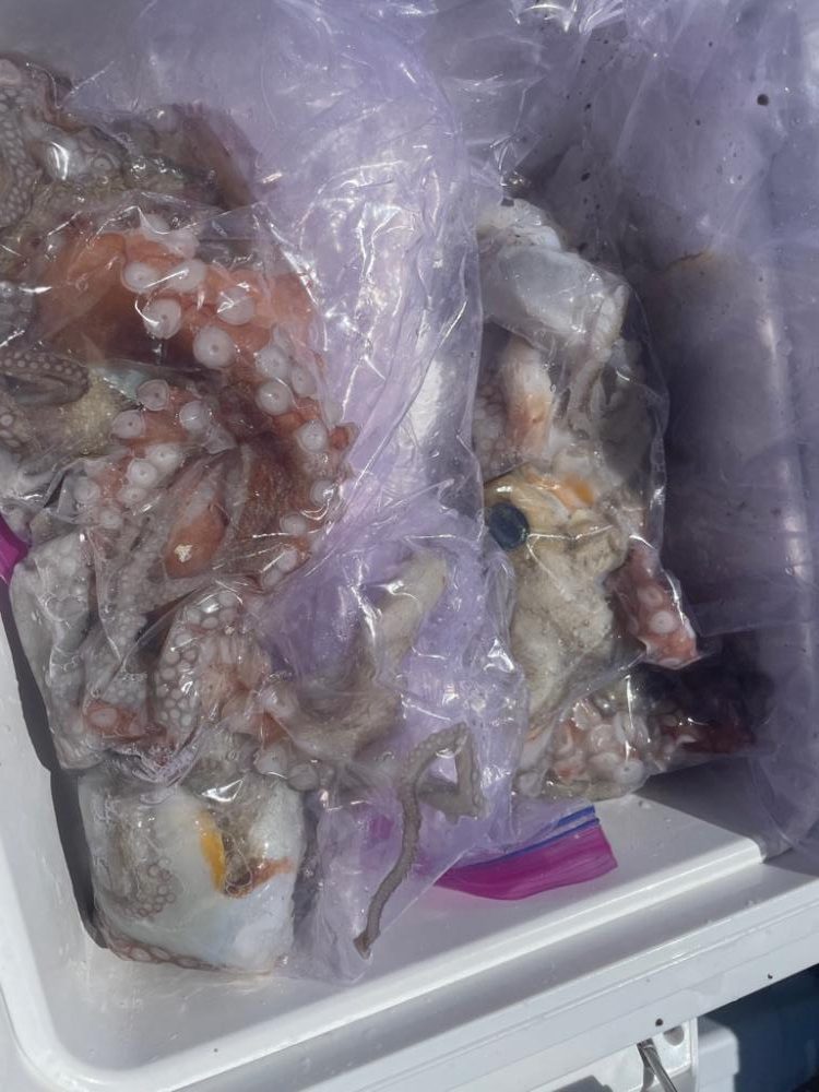 今年最後の船タコ