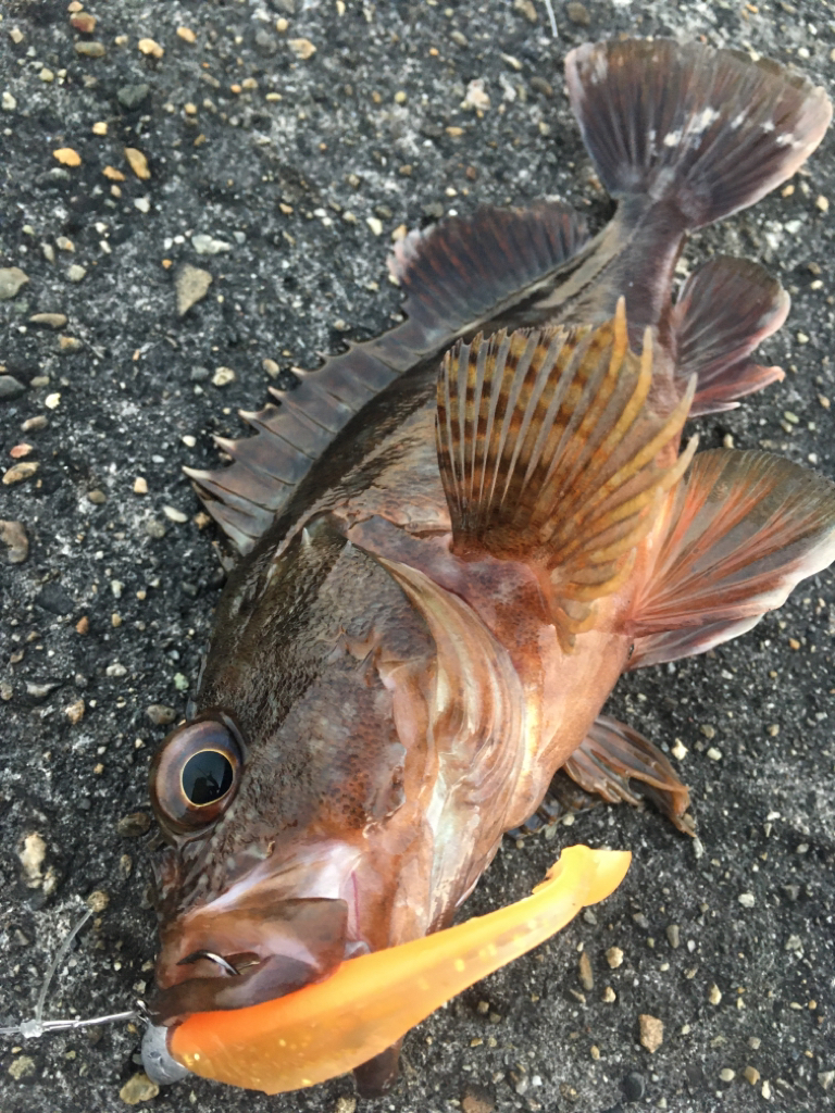 【タコフィネス】アコウ2＋ベッコウゾイ1＋ガシラ多数＋タコ少々