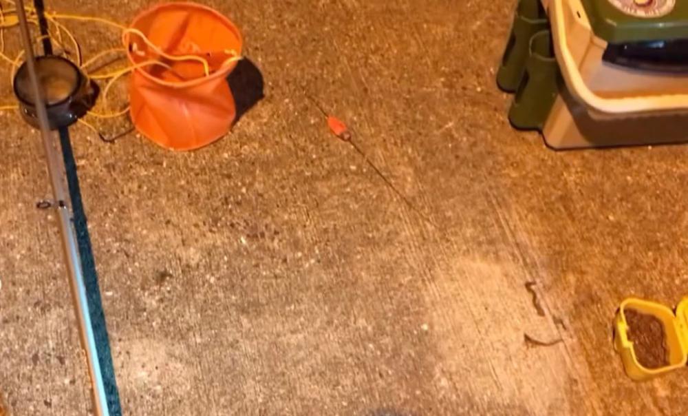 チョイ投げでマダコ