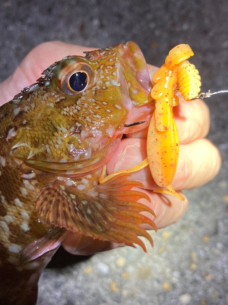 ボトムでガシラ