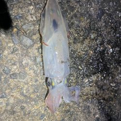 始まりました^_^