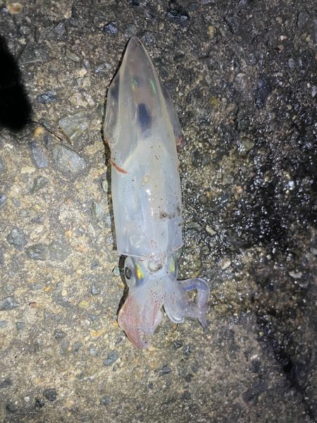 始まりました^_^