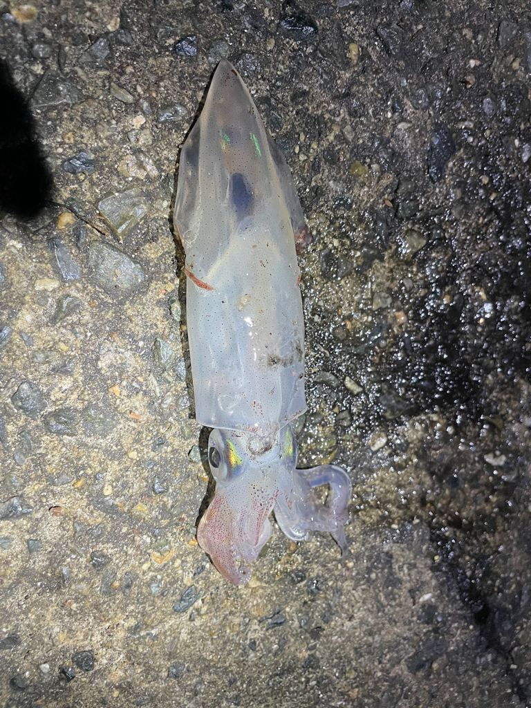 始まりました^_^