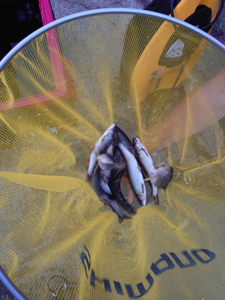 九頭竜川鮎釣り