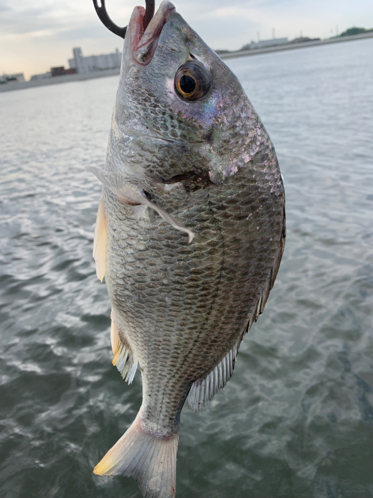 朝マヅメキビレ