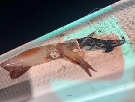 日本海イカメタル🦑