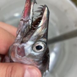 台風前のタチウオテンヤ