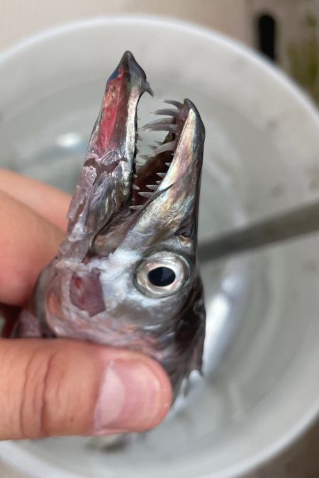 台風前のタチウオテンヤ