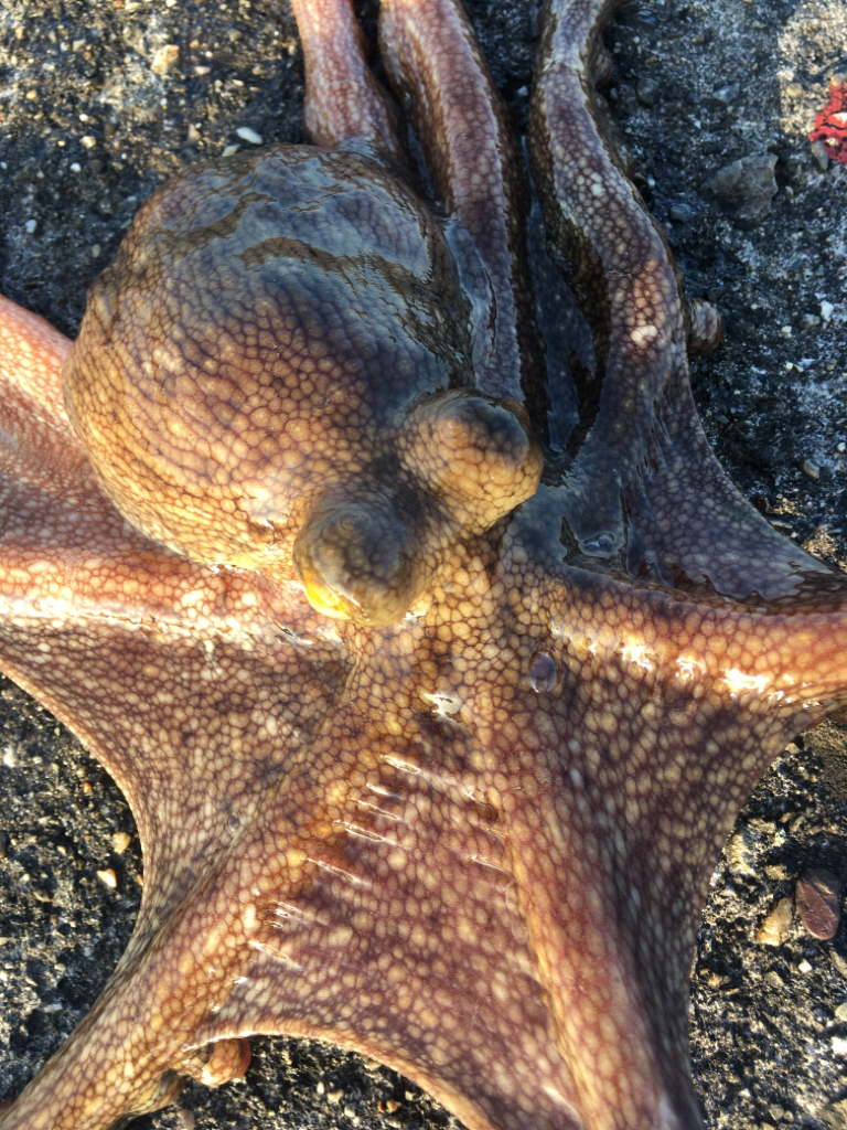 【タコフィネス】タコ計1.6kg ＋ アコウ小1 ＋ ガシラ複数