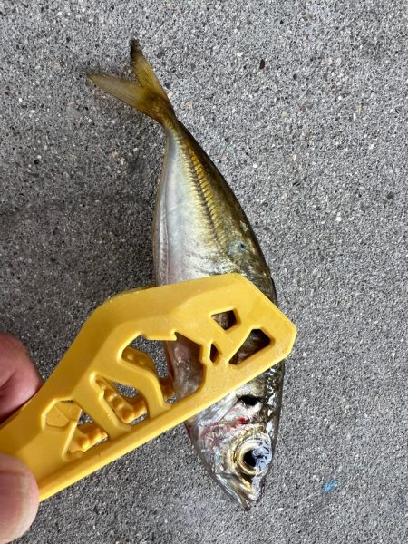 鯵を探して三千里 Vol.63