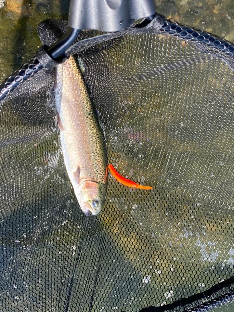 高島の泉さん釣れる