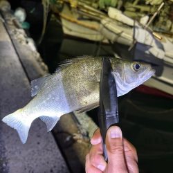 アジングロッドでシーバスゲーム