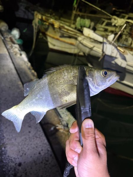 アジングロッドでシーバスゲーム