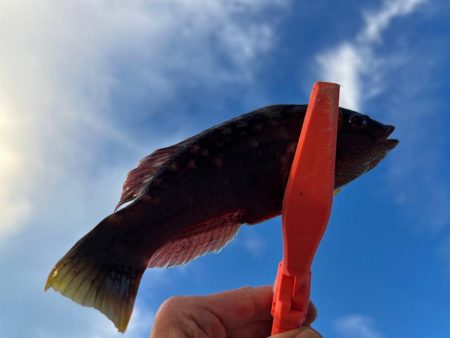 鯵を探して三千里 Vol.73