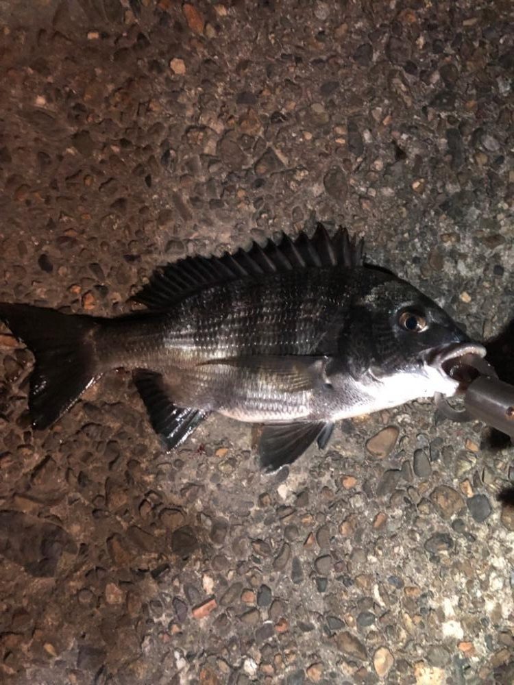 チヌが釣りたくて