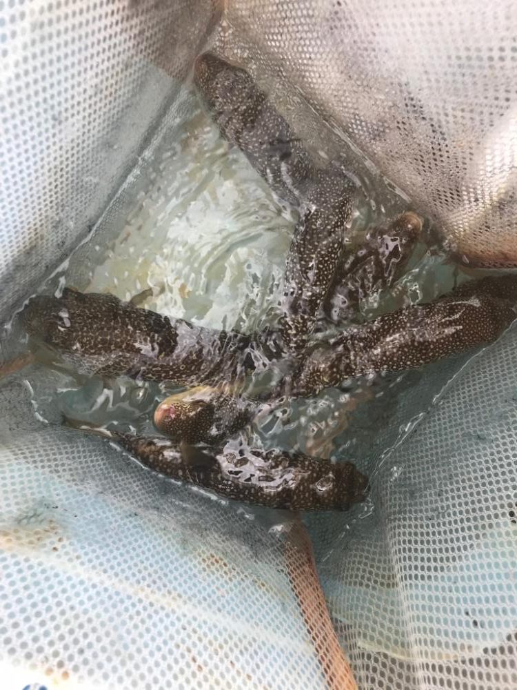 栄真丸カットウフグ