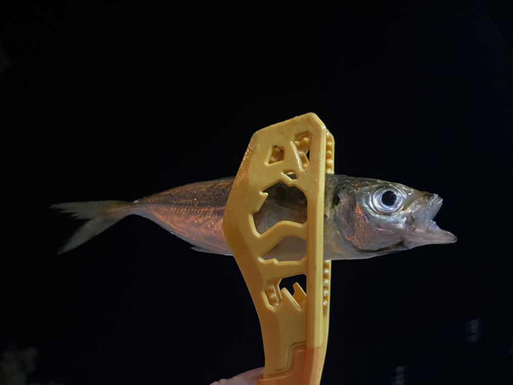 鯵を探して三千里 Vol.59