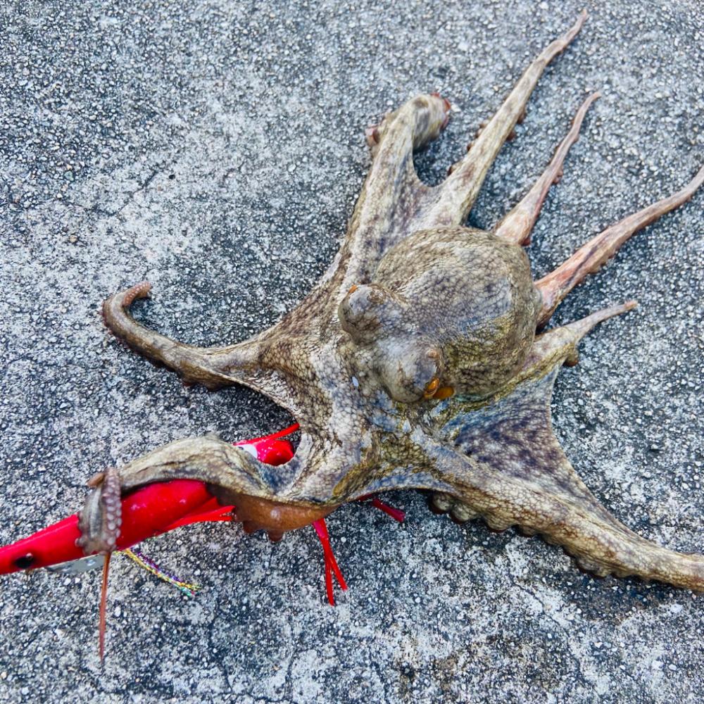 タコ3杯！！キロアップGET!！