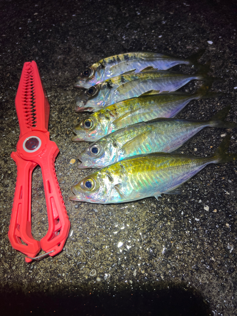 鯵を探して三千里 Vol.61