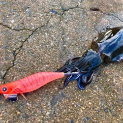 サイトエギング楽しいにゃ！