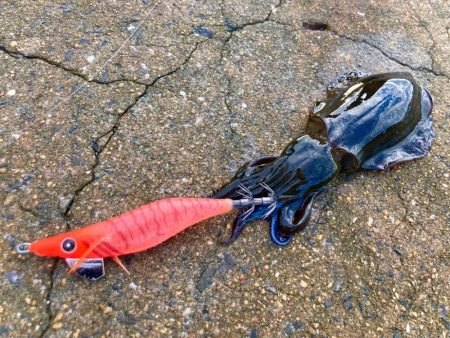 サイトエギング楽しいにゃ！