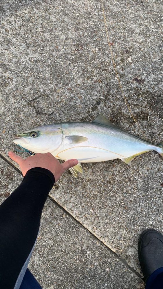 久しぶりのメジロ！