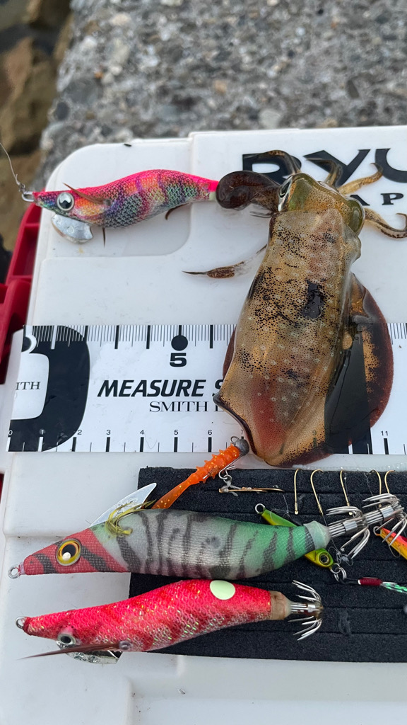 GMさんケンサキイカ釣れてます♪